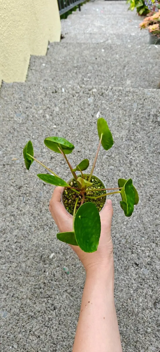 Pilea Peperomioides plant - Image 1
