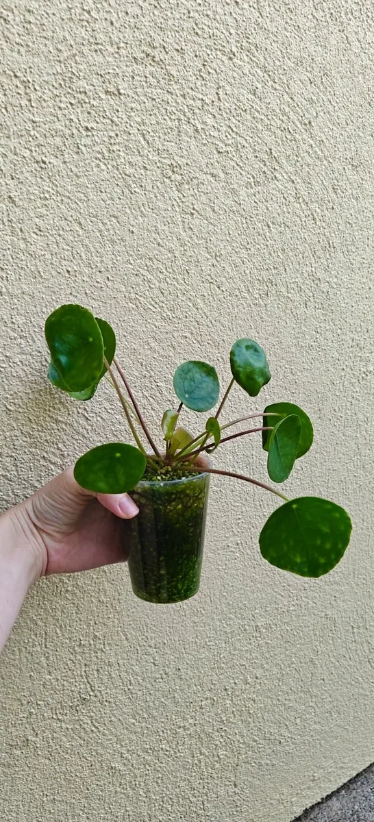 Pilea Peperomioides plant - Image 2