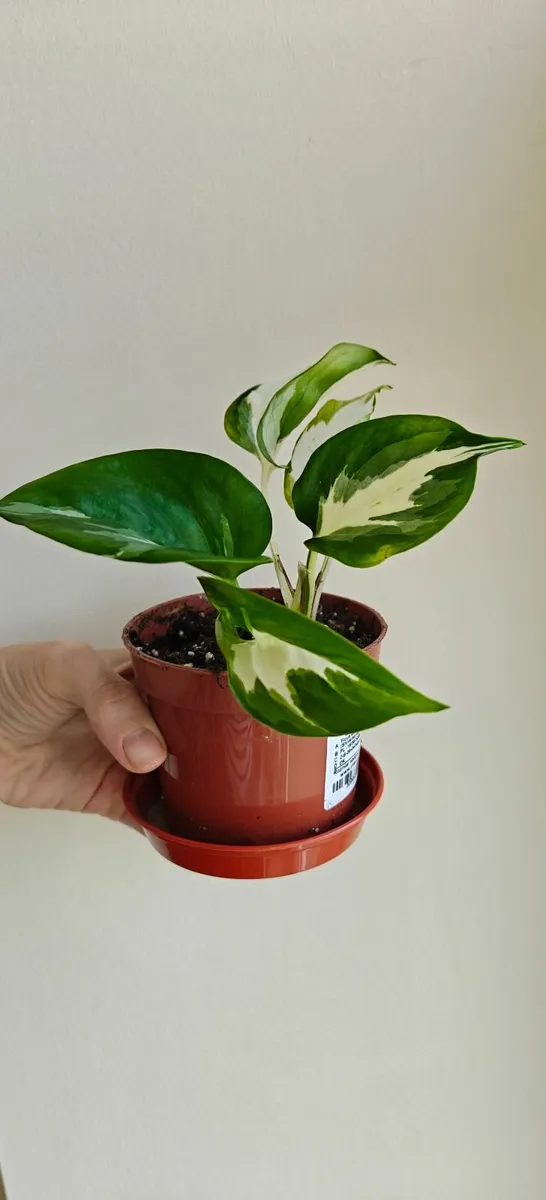 Rare pothos Manjula/ Happy leaf plant - Image 1