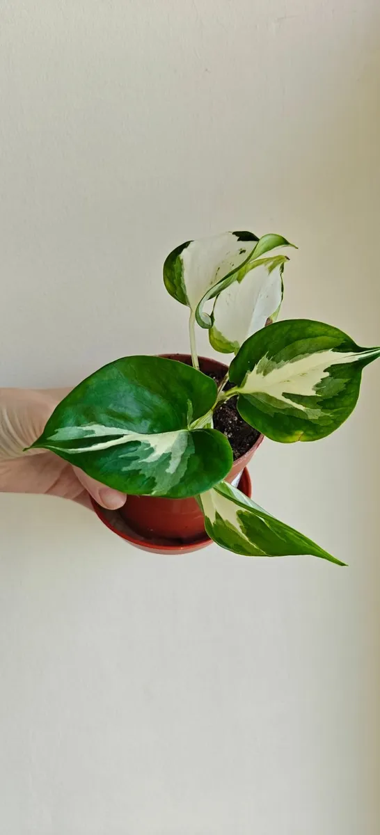 Rare pothos Manjula/ Happy leaf plant - Image 2