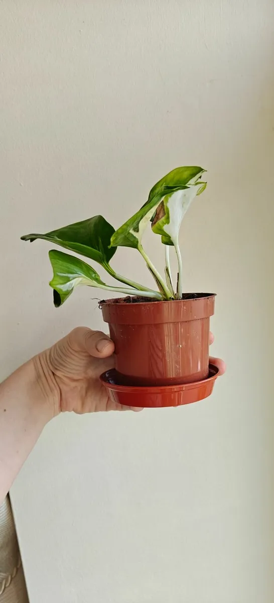 Rare pothos Manjula/ Happy leaf plant - Image 3