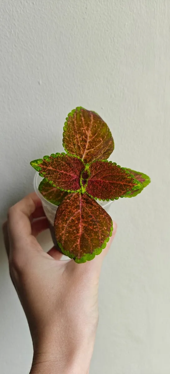 Coleus plant - fully rooted - Image 1
