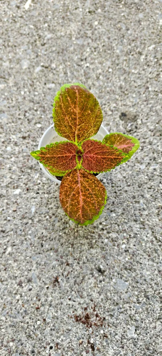 Coleus plant - fully rooted - Image 2