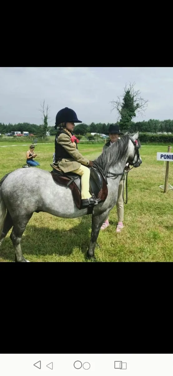Pony - Image 1