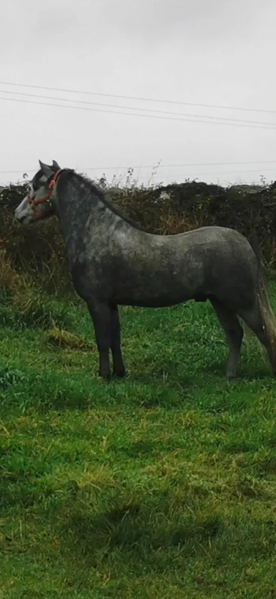 Pony - Image 3
