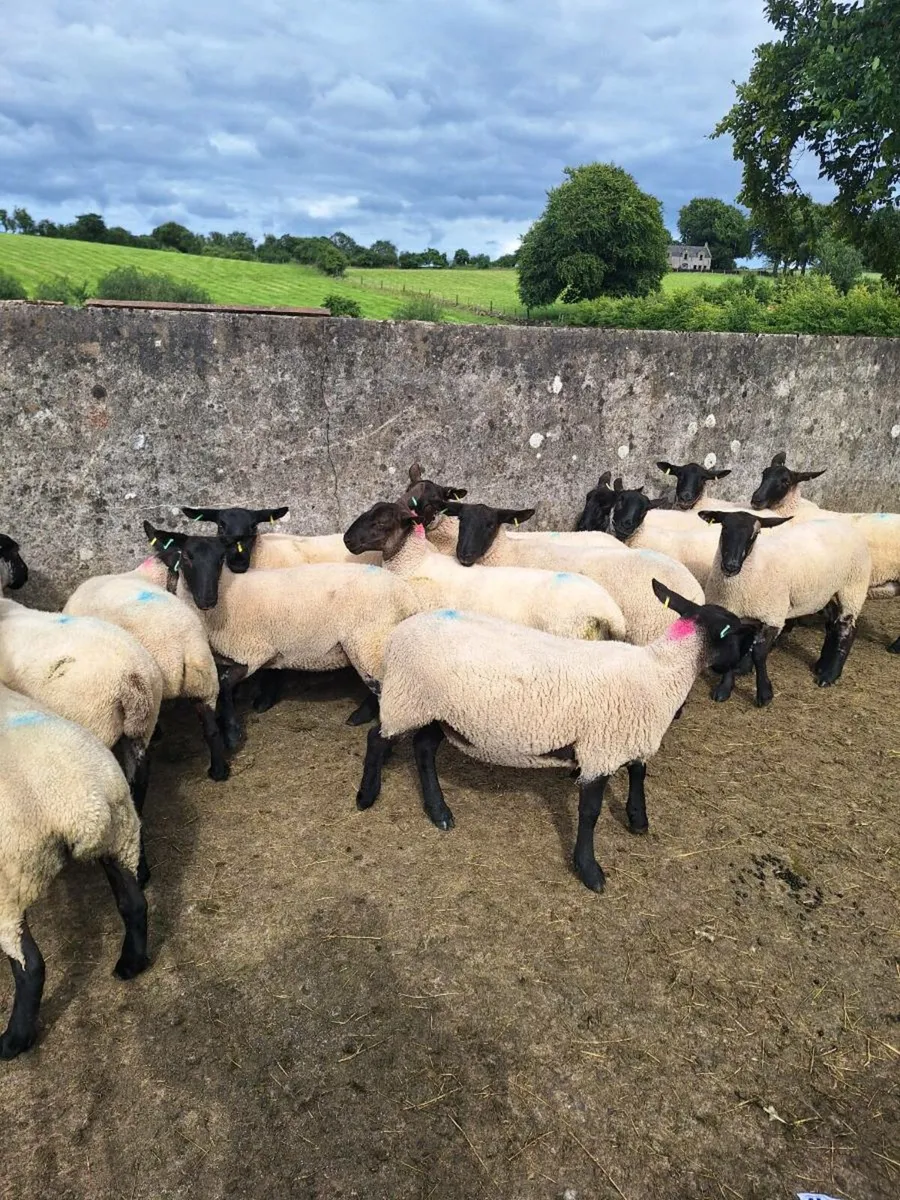 Suffolk mule hoggets - Image 1