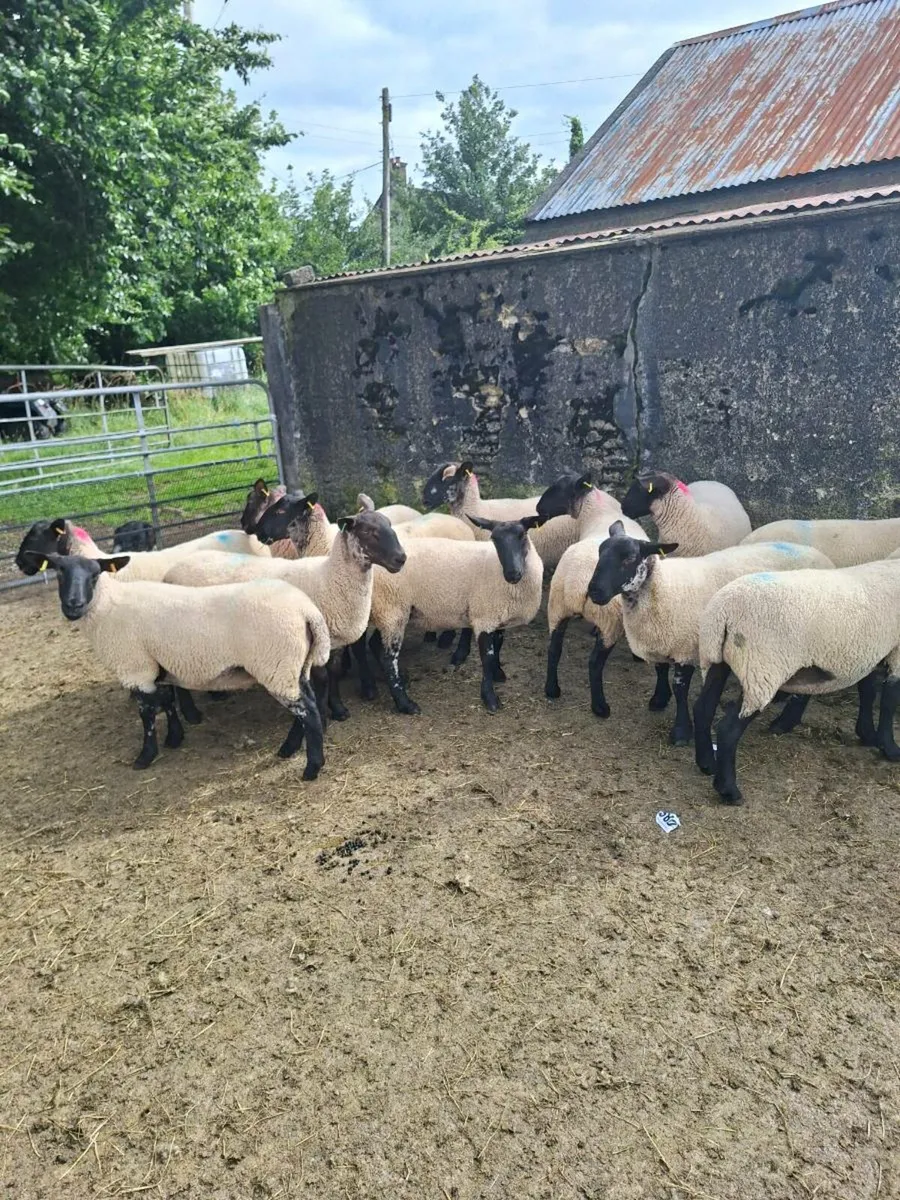 Suffolk mule hoggets - Image 2