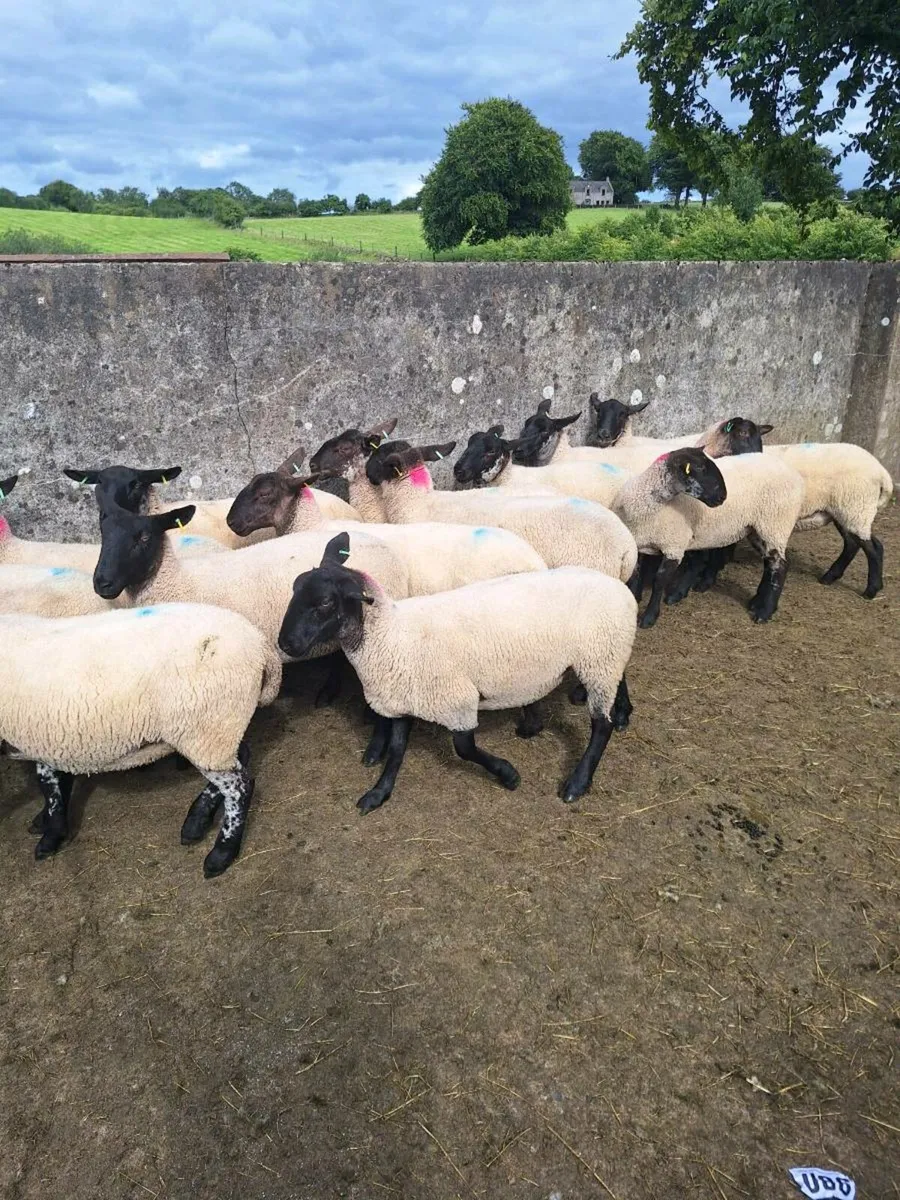 Suffolk mule hoggets - Image 3