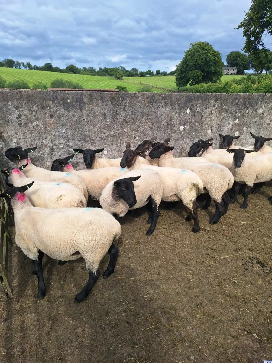 Suffolk mule hoggets - Image 4