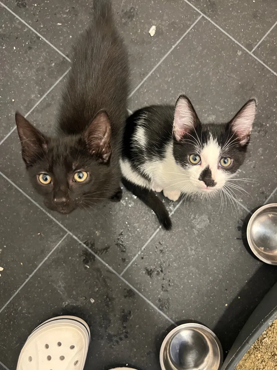 Kittens - Image 1