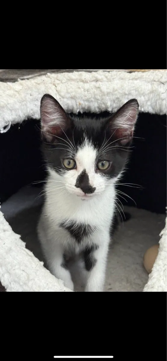 Kittens - Image 2