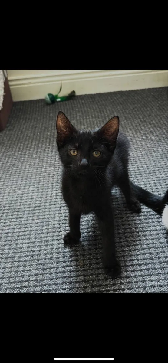 Kittens - Image 3