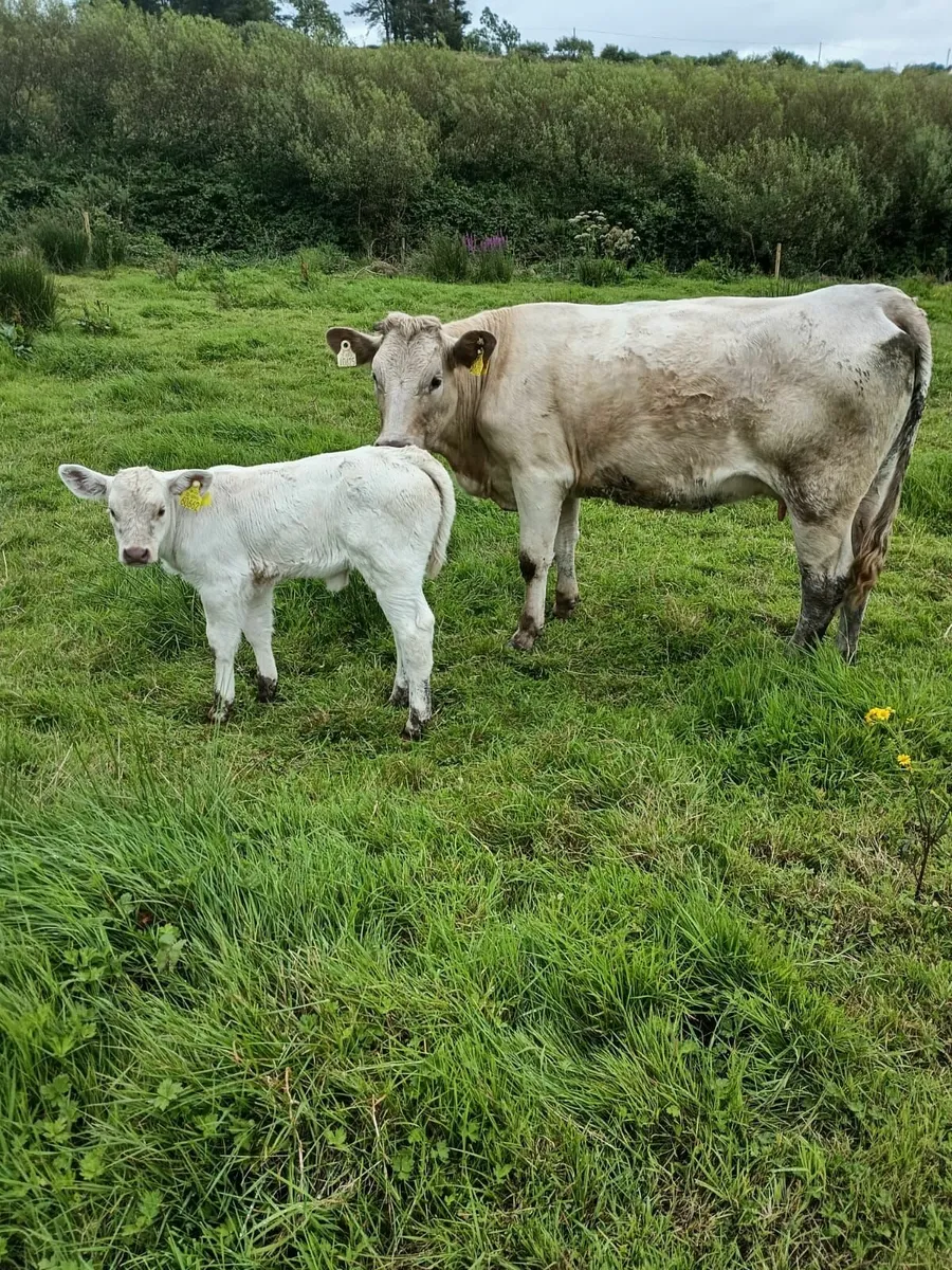 Heifers with Calves - Image 1