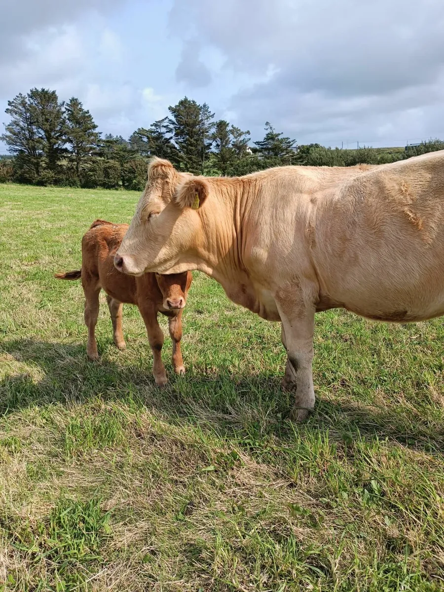 Heifers with Calves - Image 4