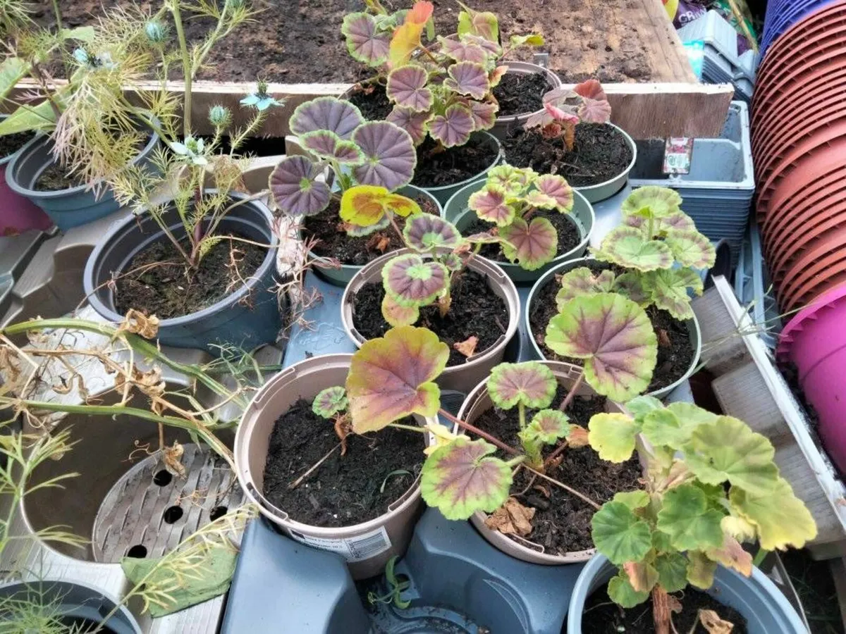 Flowers - Dwarf Geraniums - Image 2