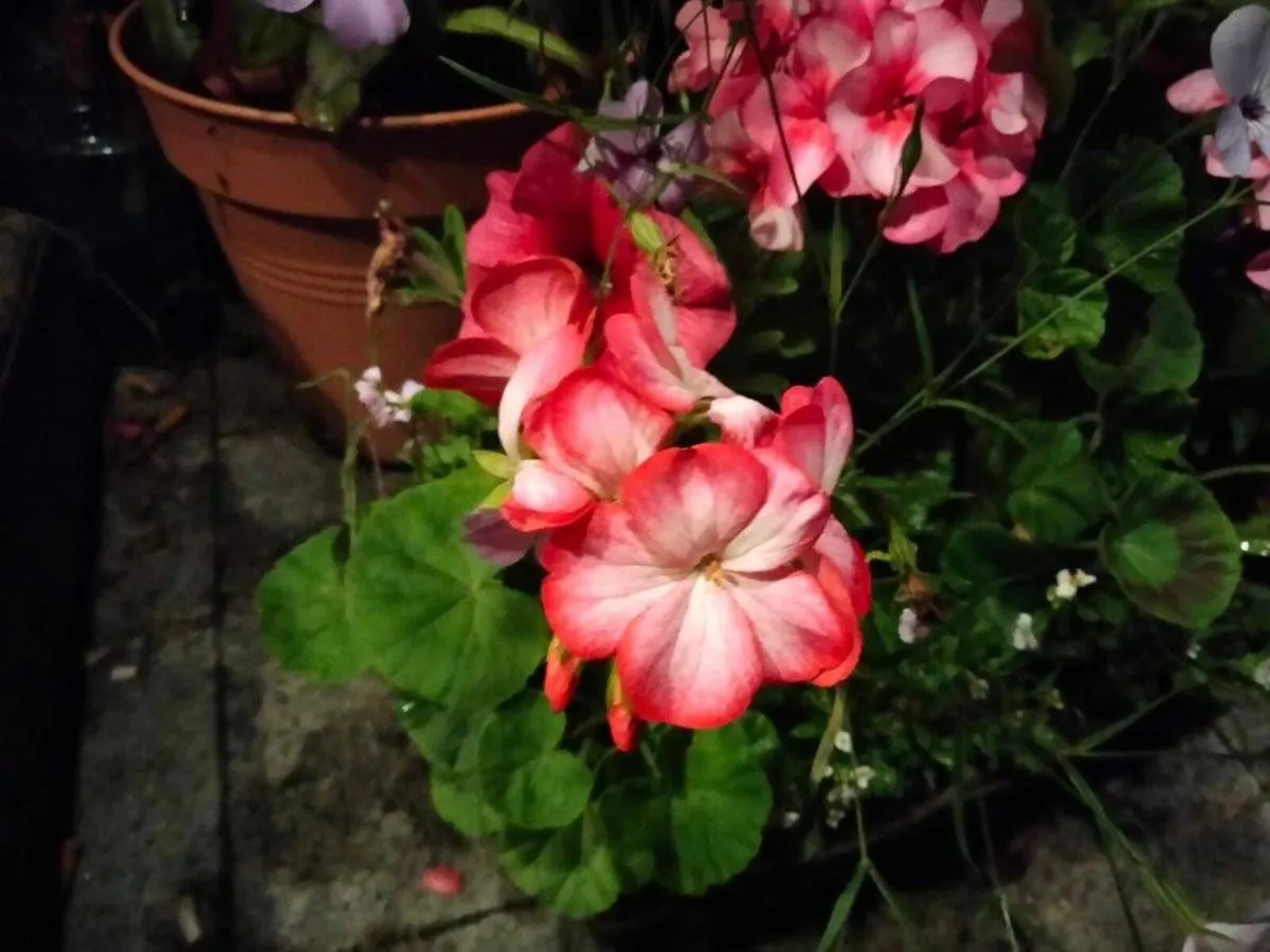 Flowers - Dwarf Geraniums - Image 1