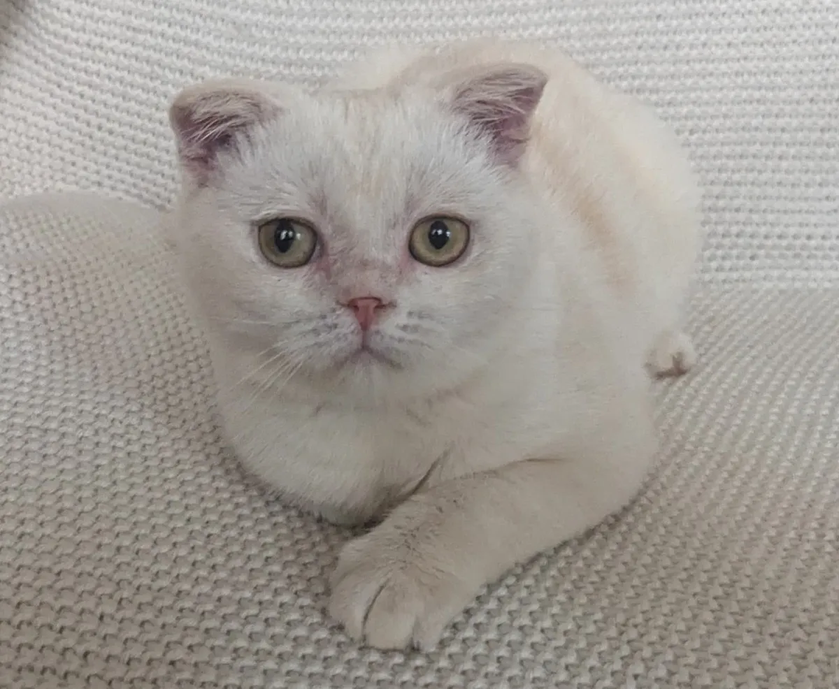 Rare white and ginger Scottish fold kitten - Image 3