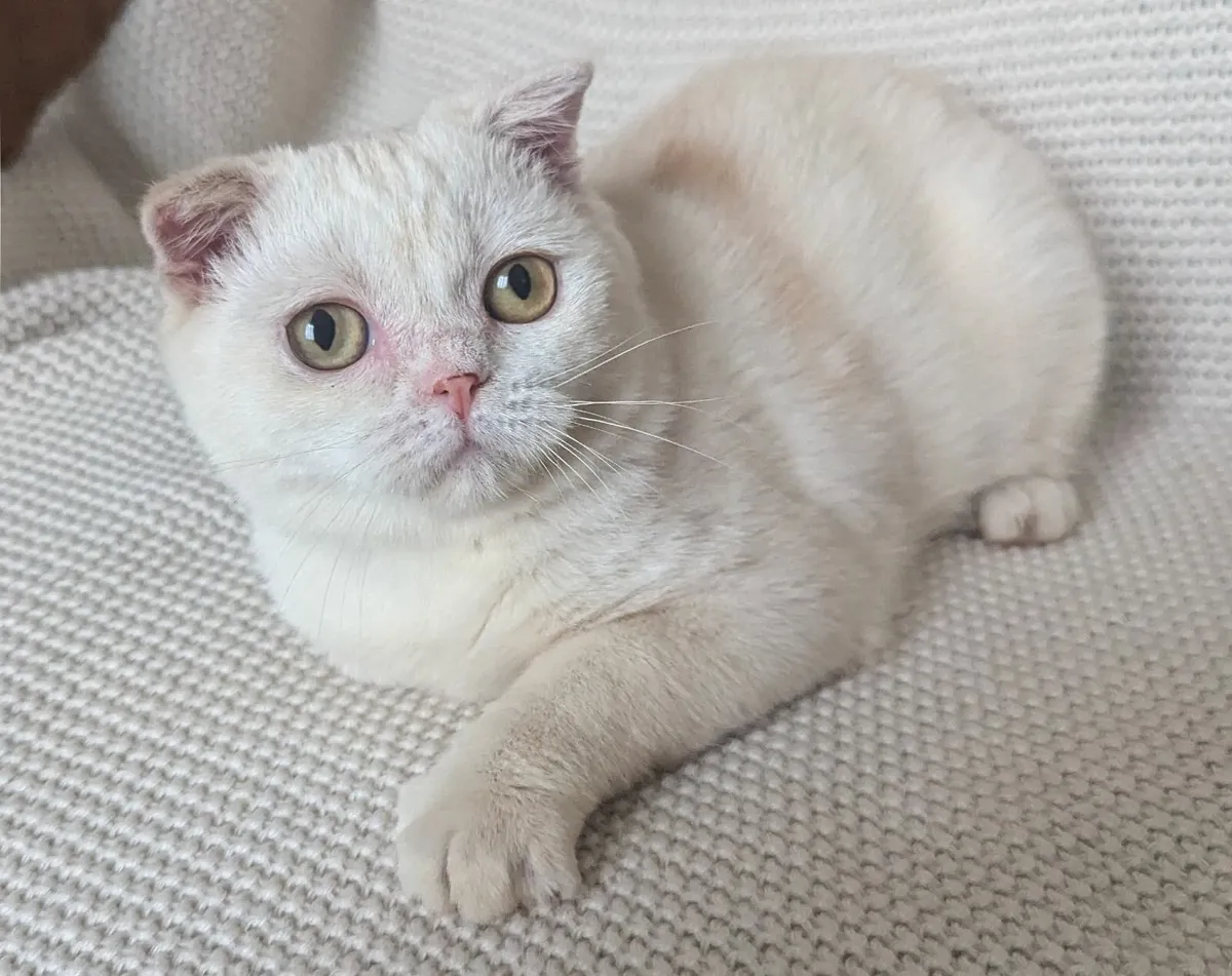 Rare white and ginger Scottish fold kitten - Image 1