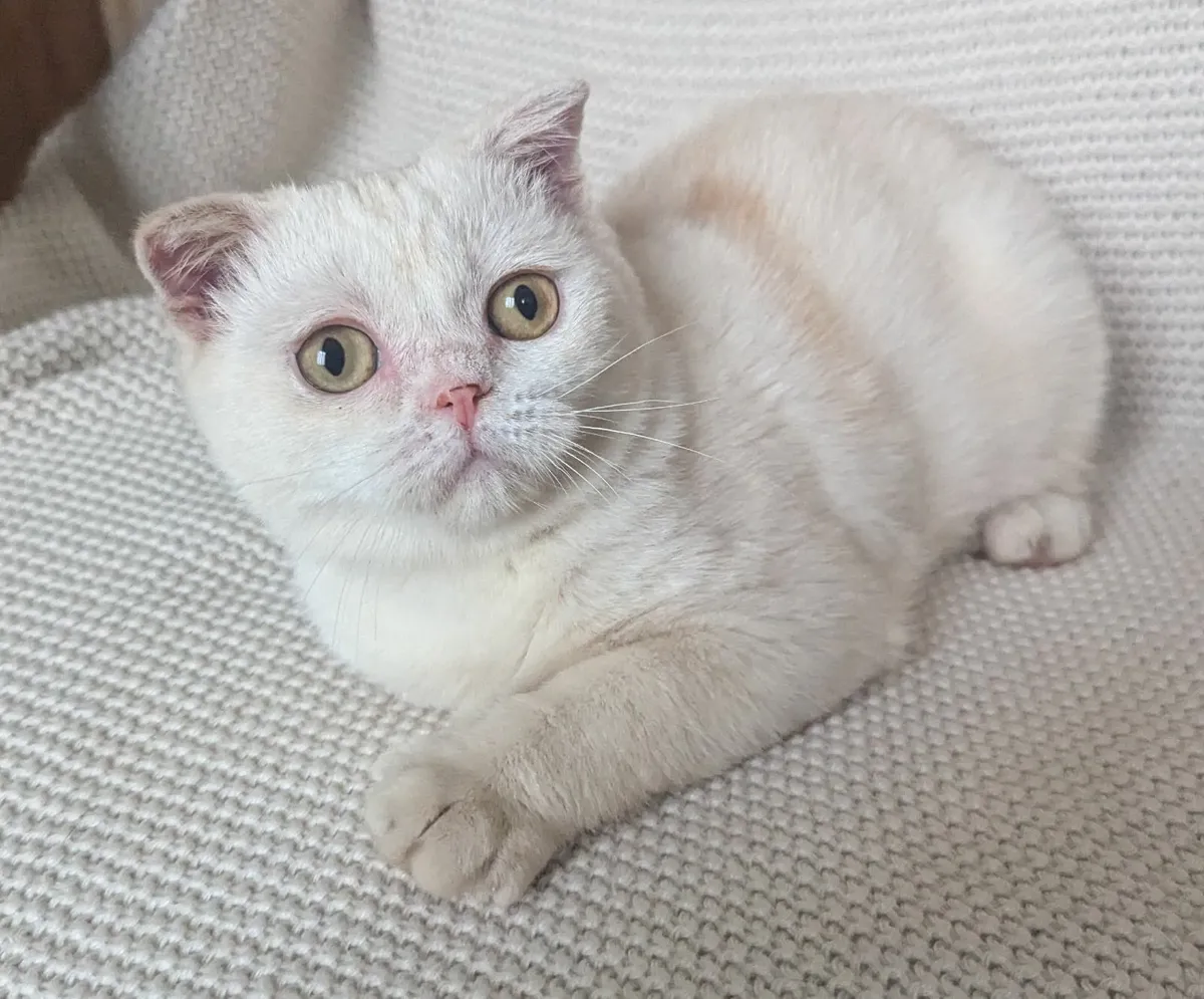 Rare white and ginger Scottish fold kitten - Image 2