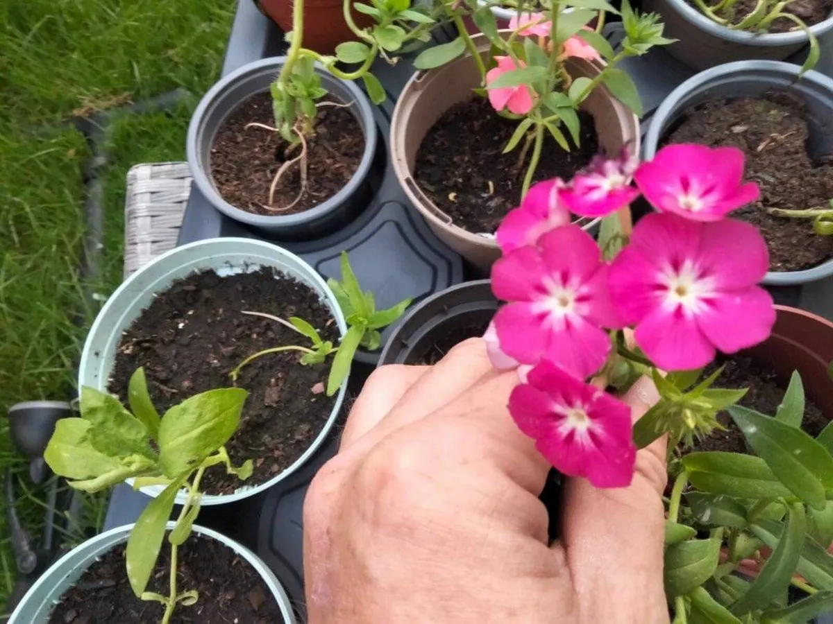 Flowers - Annual Phlox - Image 1