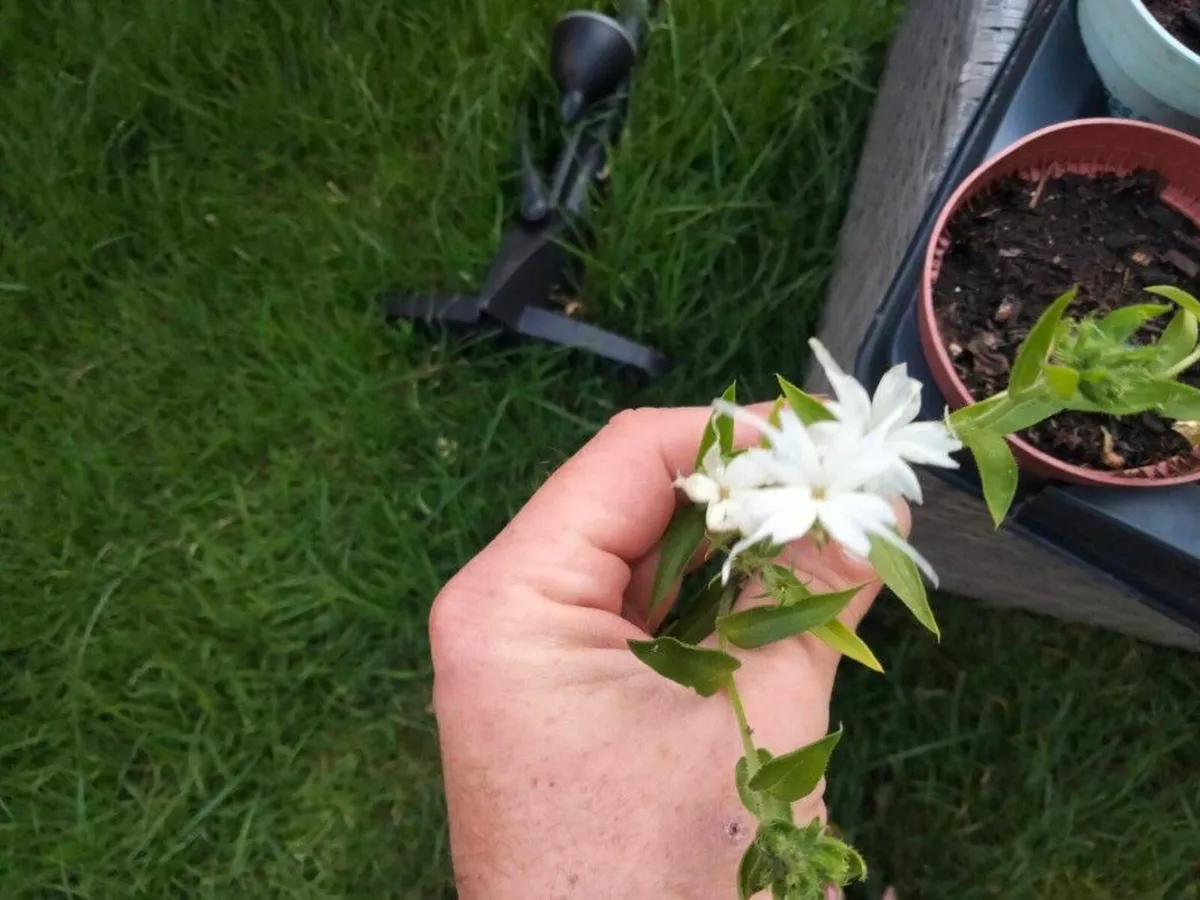 Flowers - Annual Phlox - Image 2