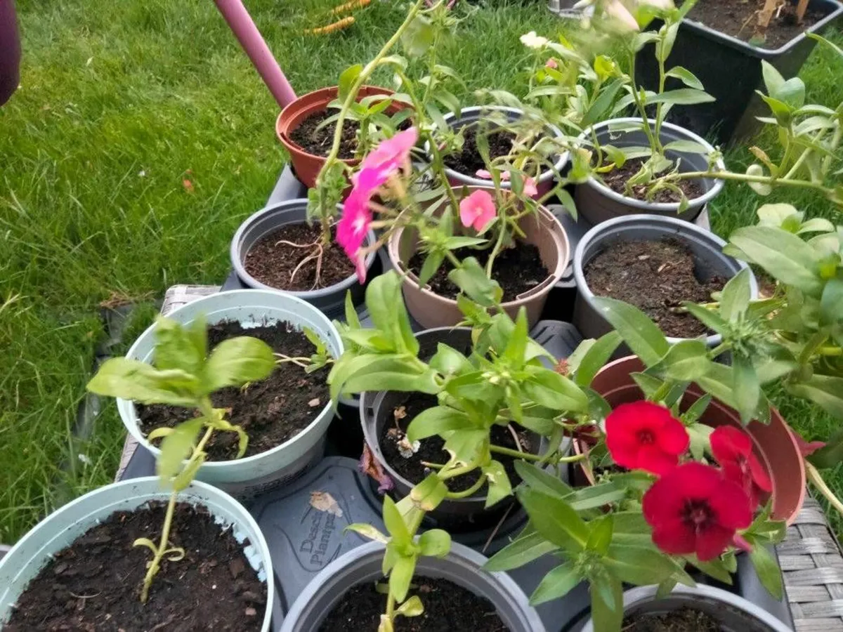 Flowers - Annual Phlox - Image 3