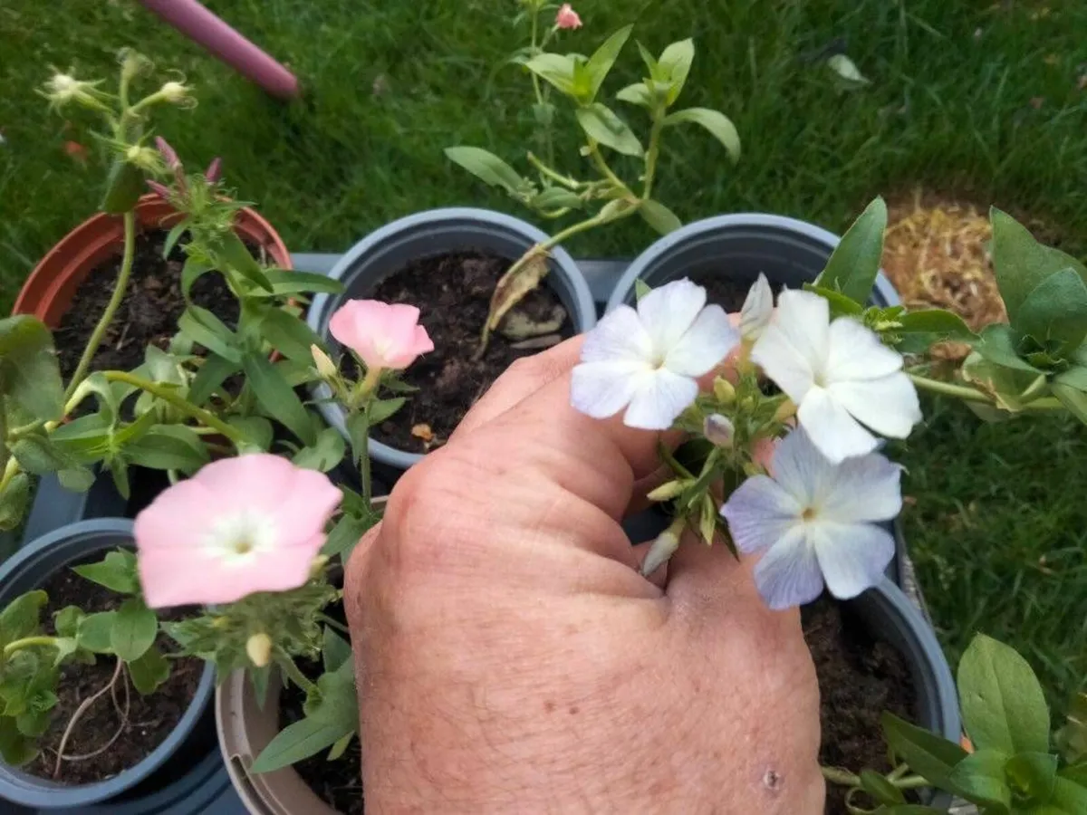 Flowers - Annual Phlox - Image 4