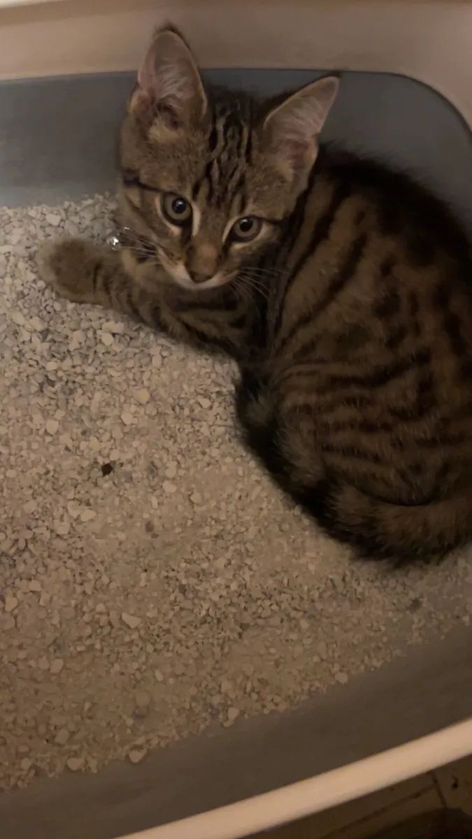 Kitten - Image 1