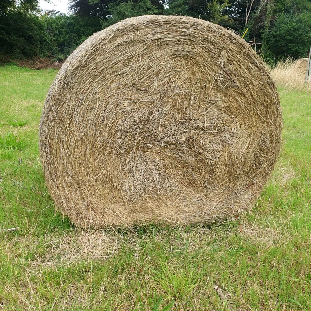 Hay bales - Image 1