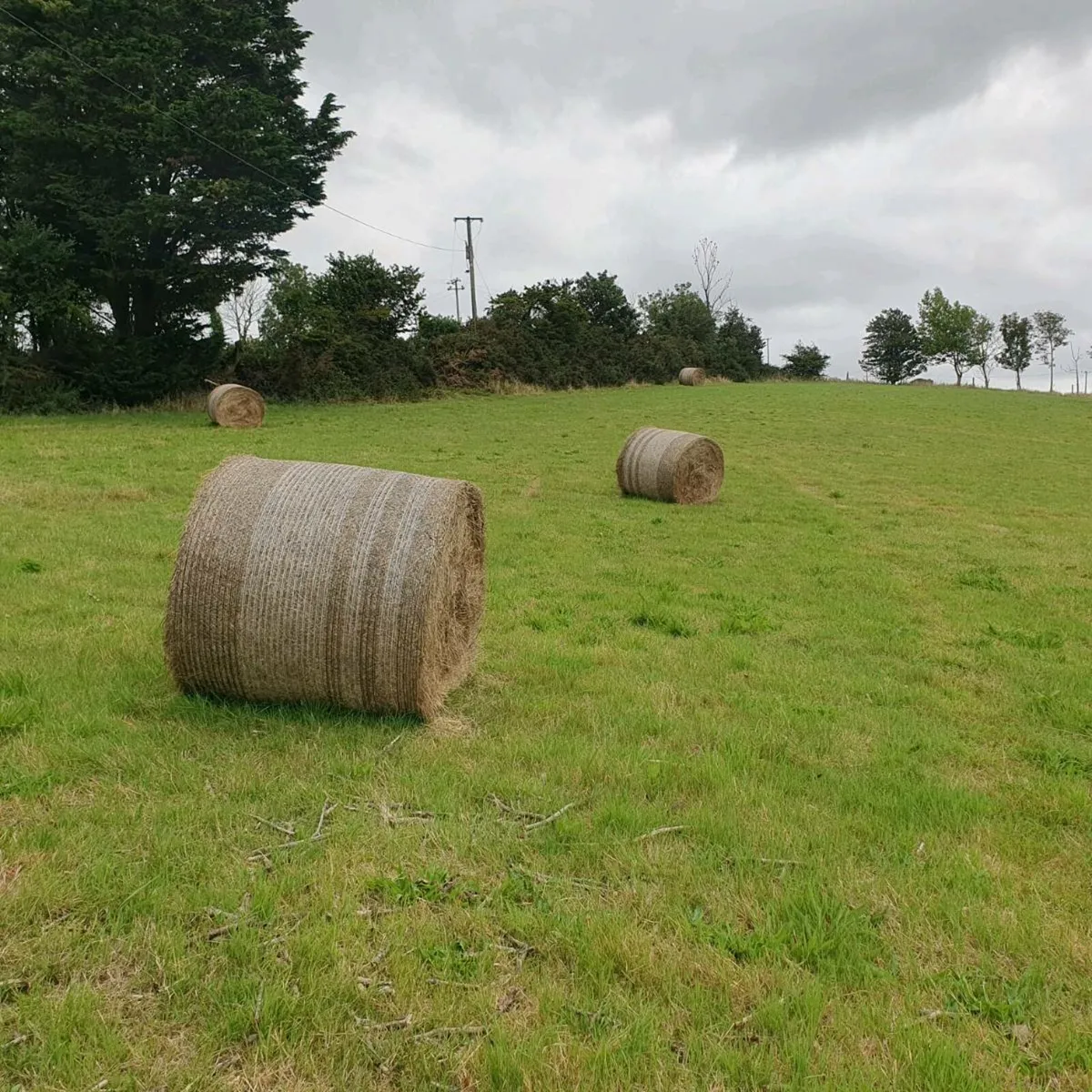 Hay bales - Image 2