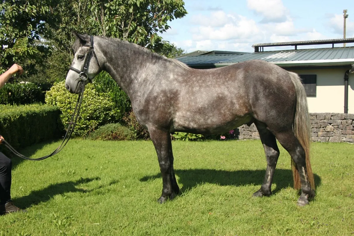 Smashing 15hh 4yo Connemara Gelding - Image 3