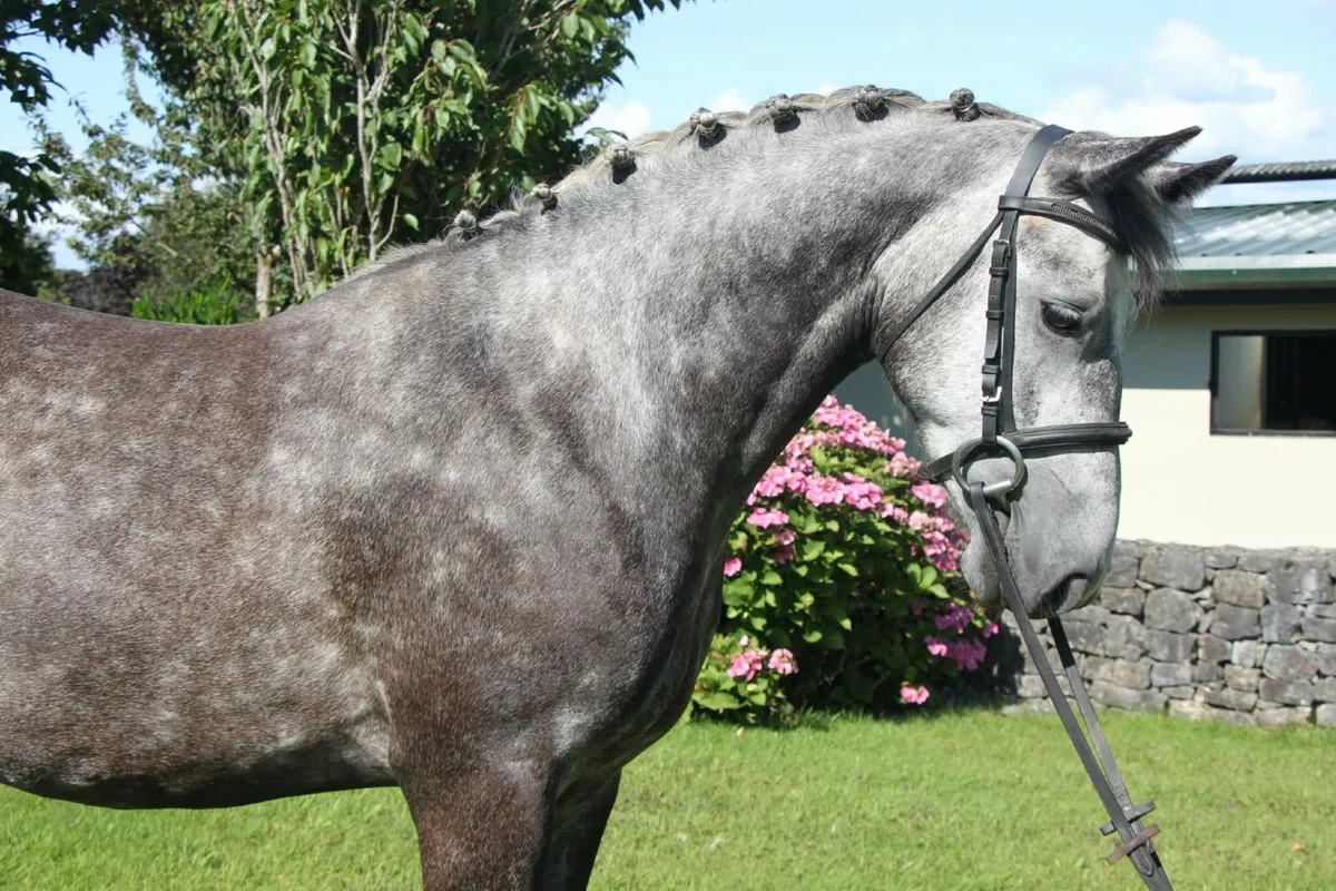 Smashing 15hh 4yo Connemara Gelding - Image 1