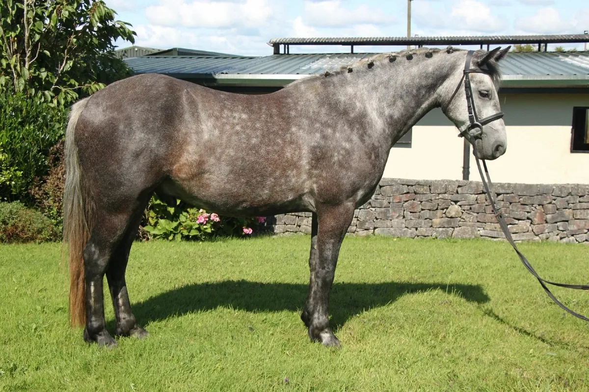 Smashing 15hh 4yo Connemara Gelding - Image 4