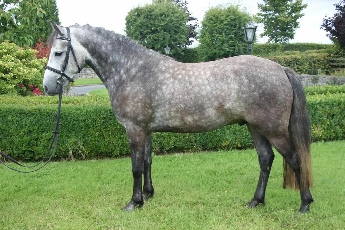 Super 14.2hh 4yo Connemara Gelding - Image 1