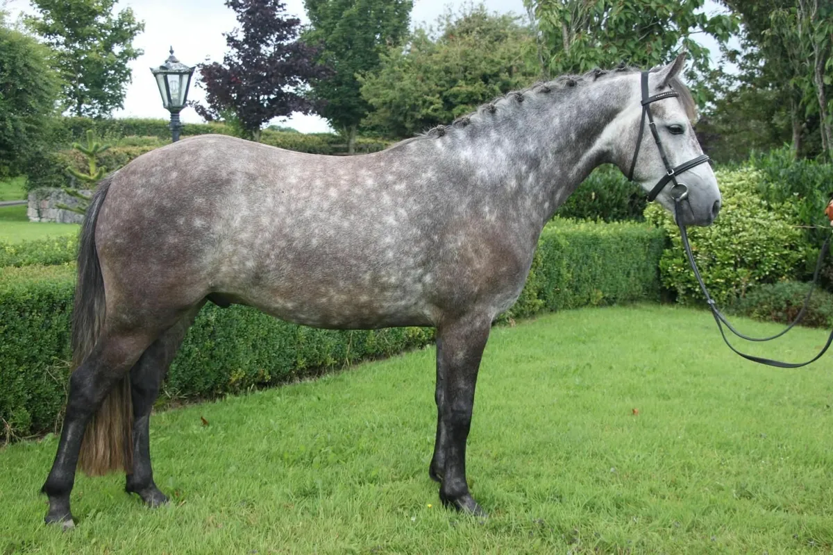 Super 14.2hh 4yo Connemara Gelding - Image 3