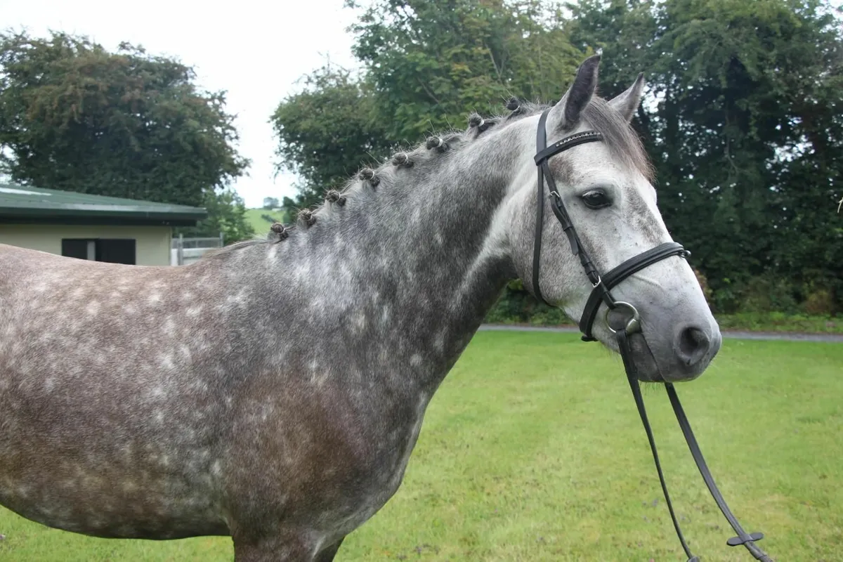 Super 14.2hh 4yo Connemara Gelding - Image 4