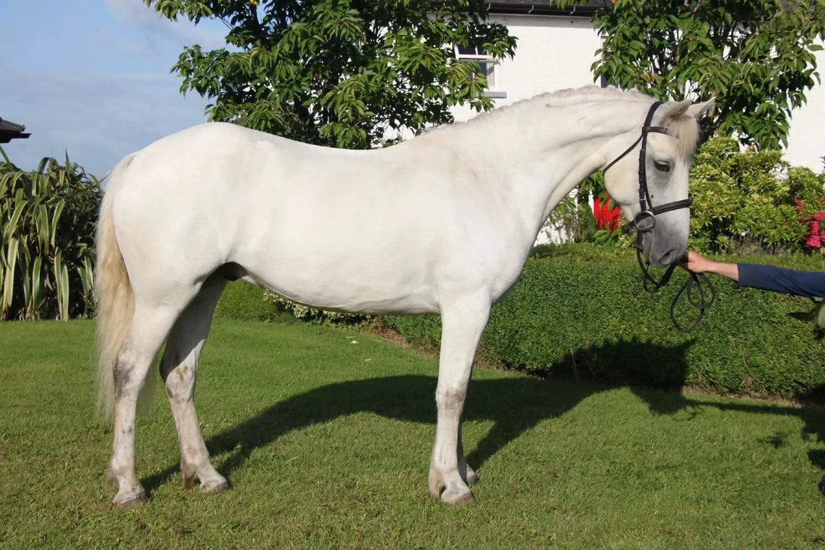 Quality 15hh 5yr old Connemara Gelding - Image 1