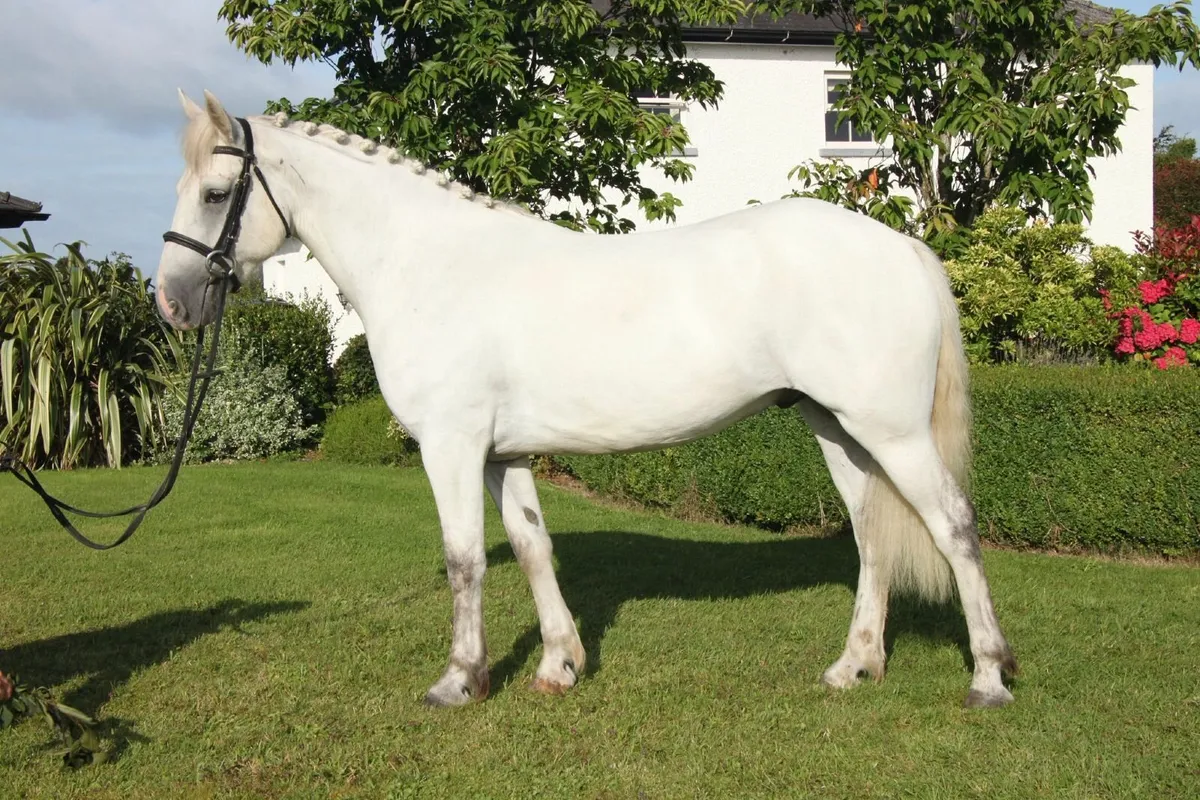 Quality 15hh 5yr old Connemara Gelding - Image 3