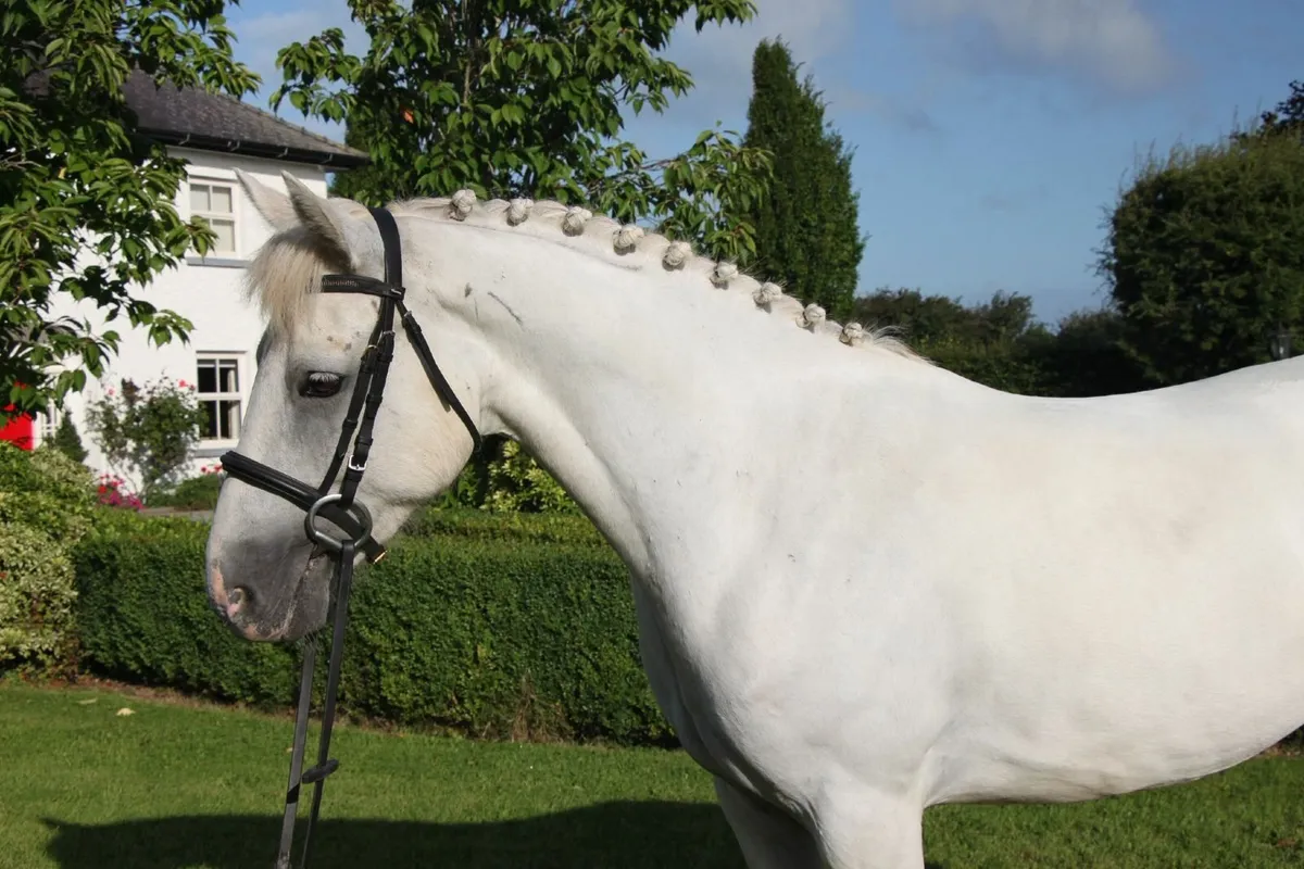 Quality 15hh 5yr old Connemara Gelding - Image 4