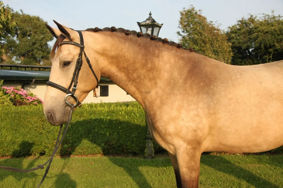 Very Special 15.2hh 4yr old Dun Connemara Gelding - Image 3