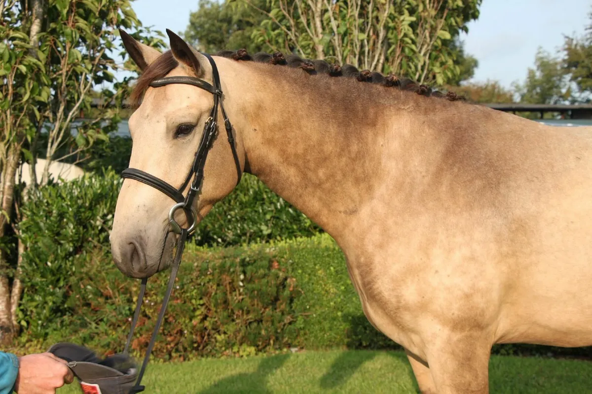 Very Special 15.2hh 4yr old Dun Connemara Gelding - Image 1