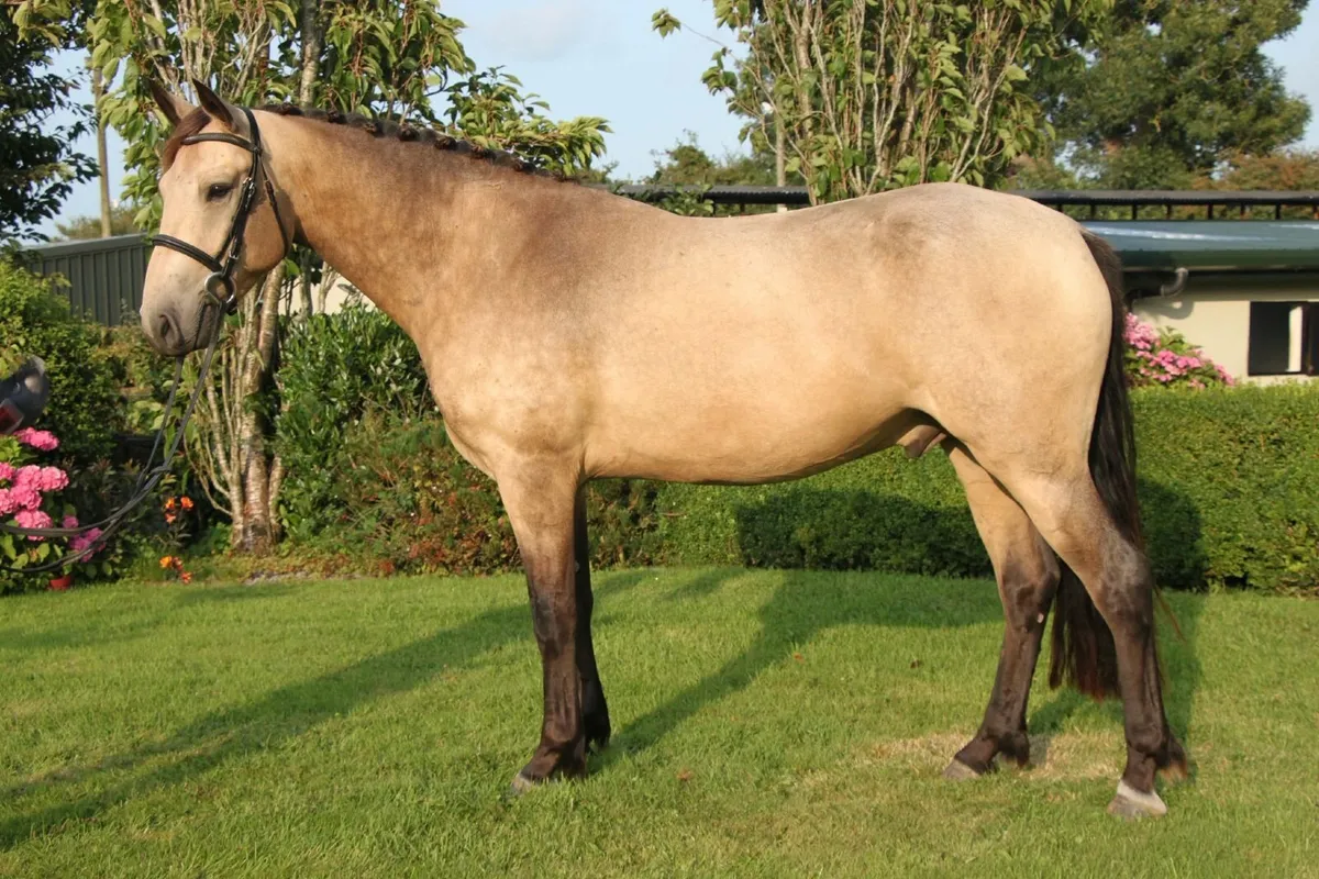 Very Special 15.2hh 4yr old Dun Connemara Gelding - Image 4
