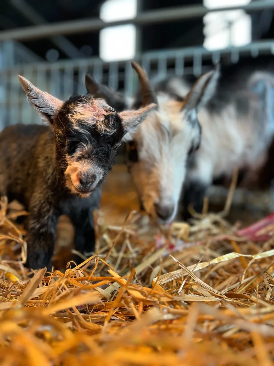 Pygmy goat kids - Image 1