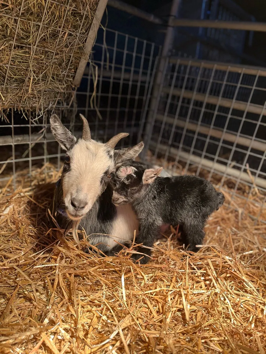 Pygmy goat kids - Image 2