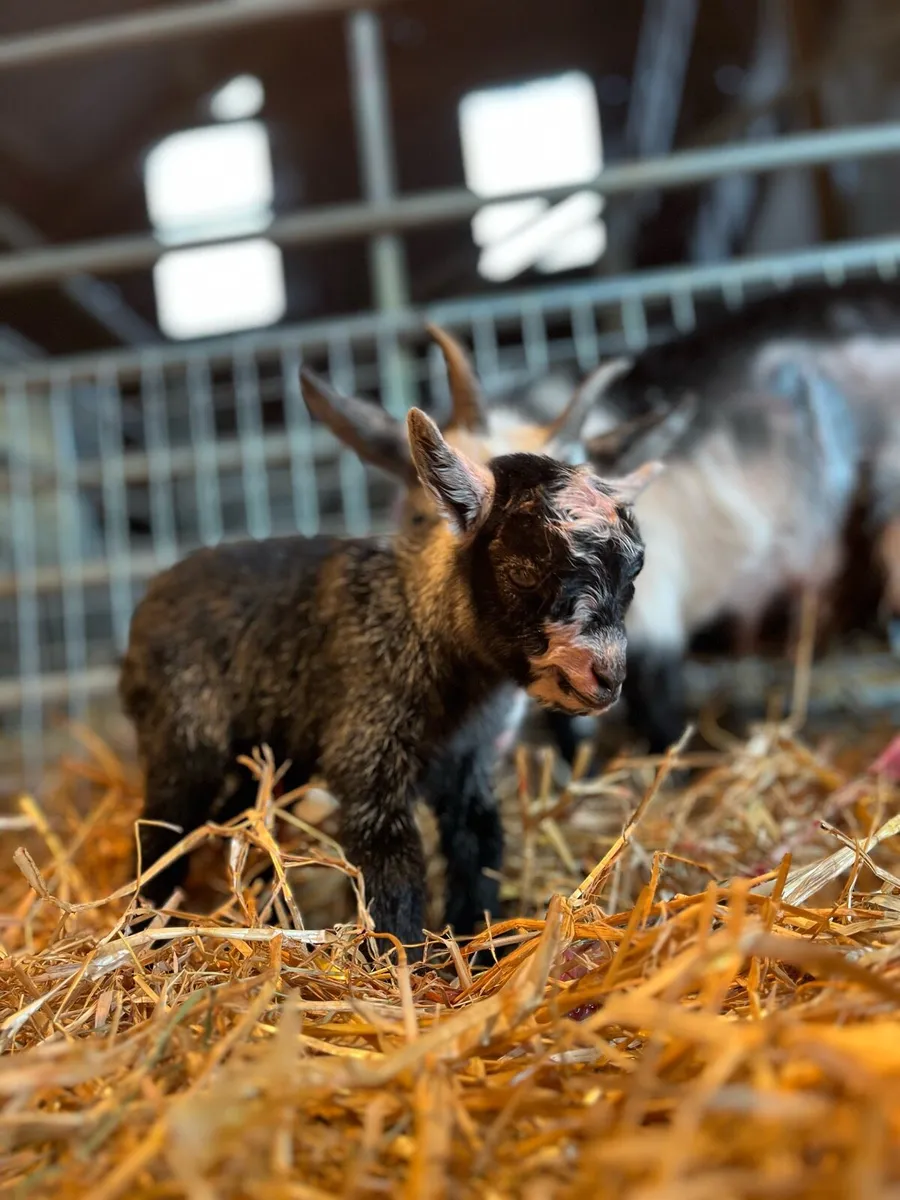 Pygmy goat kids - Image 3