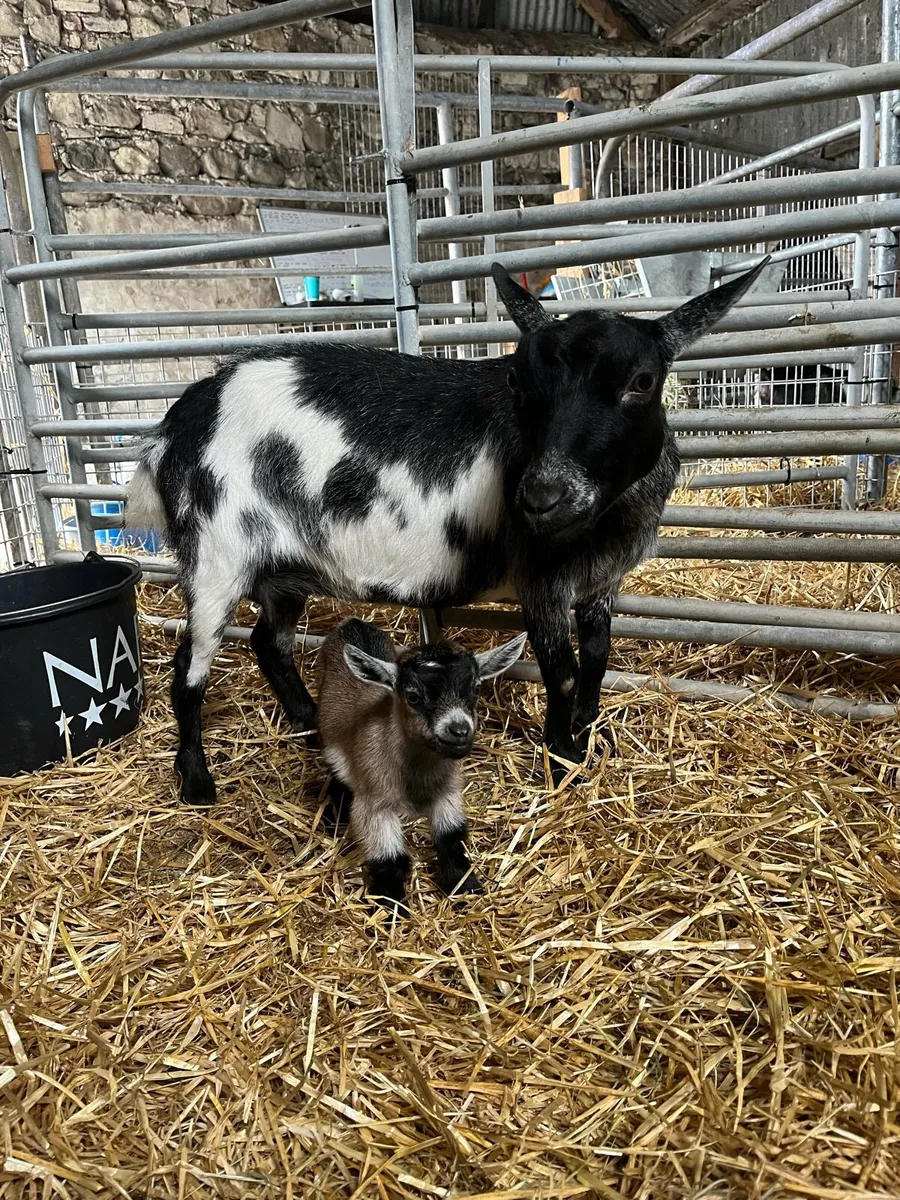 Pygmy goat kids - Image 4