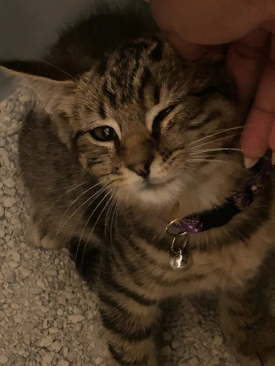 Kitten - Image 2