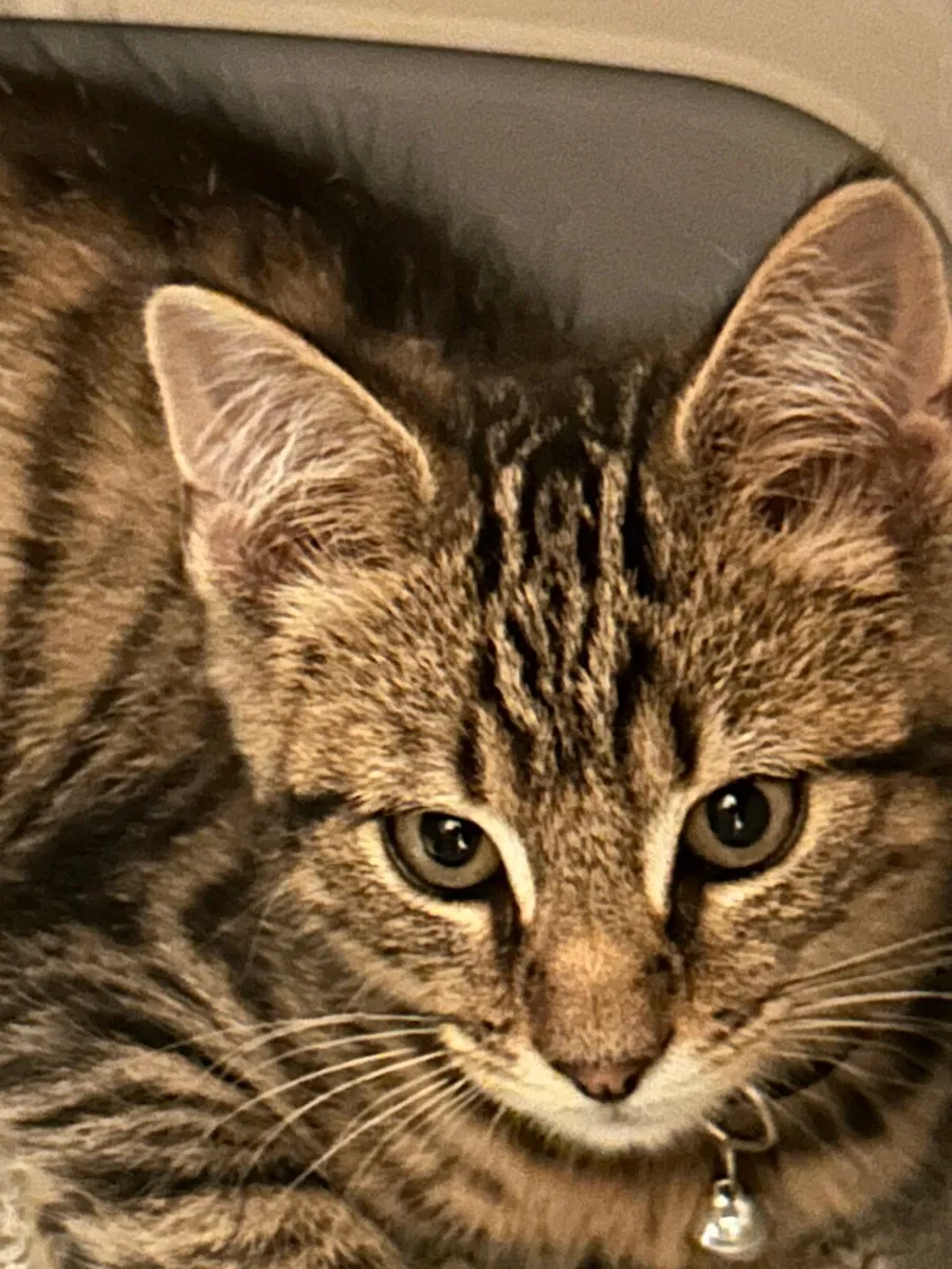 Kitten - Image 3