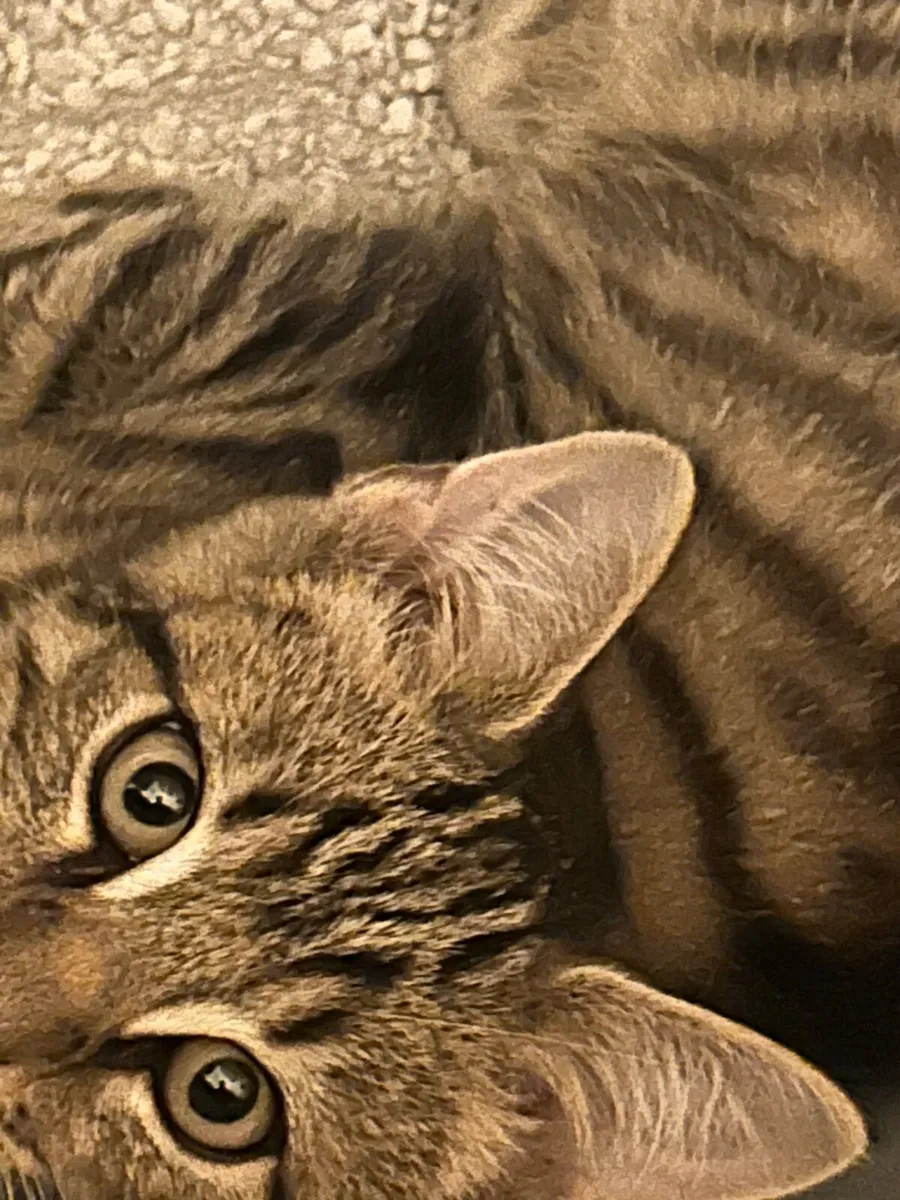 Kitten - Image 4