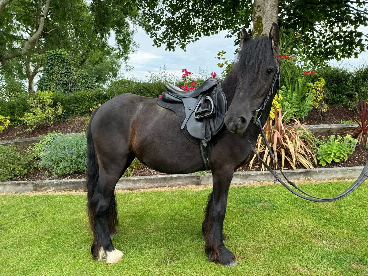 Stunning black cob filly - Image 1